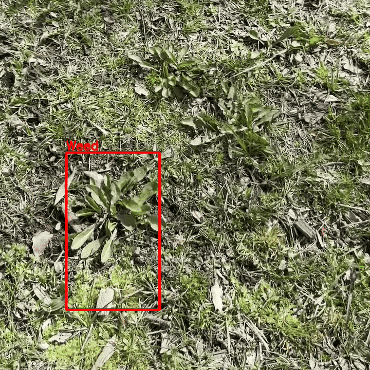 Weed Detection Model